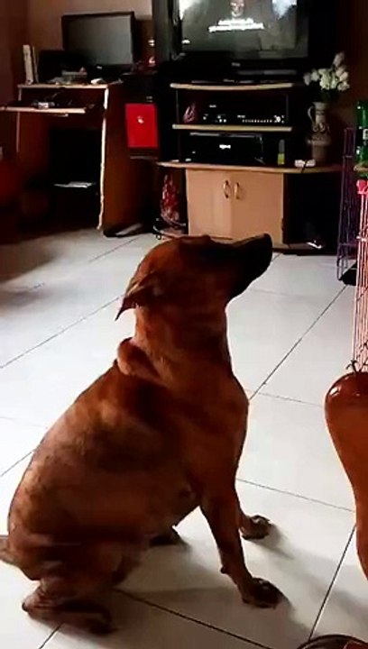 Dog Shake Trick
