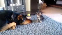 Это так мило! Взрослый пес умоляет маленького котенка поиграть с ним