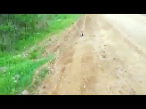 Лиса вышла к людям просить помощи. Невероятно