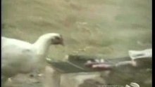 Animal Assaults