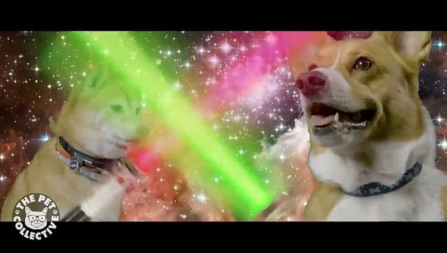 'Star Wars The Force Awakens' Puppies Parody