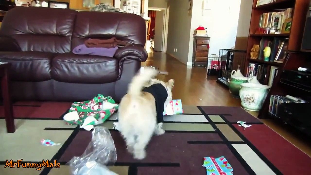 Dogs Opening Christmas Presents Compilation