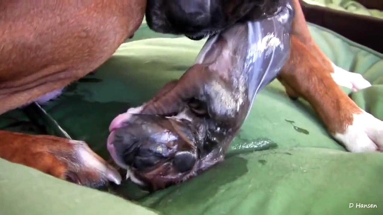 Staunenswerte Hundegeburt im Stehen | Hundemama JuneBug (Teil 2) ◉◉◉