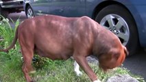 Mias erster Pit Bull Welpe | Hundegeburt von Mia (Teil 1) ✘✘✘