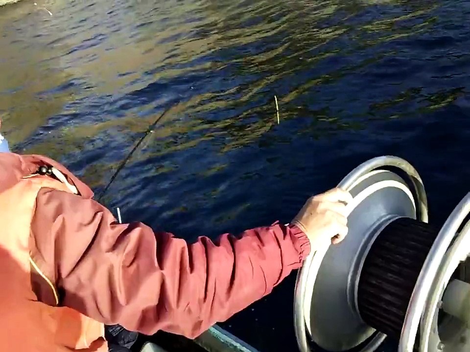 奈屋浦　南島荘でアオリイカ釣っちゃいました。