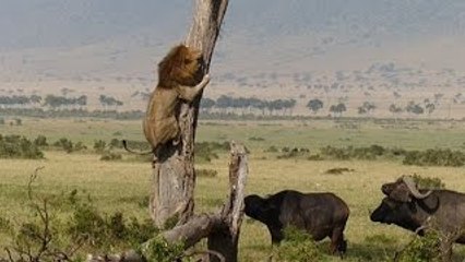 Os Contra-ataques das Presas - A revanche