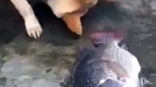 This animal demonstrates the best of 'humanity'