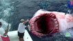 Гигантскую большую белую акулу сожрал загадочный монстр