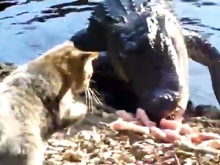 This Cat is crazyyyy... Run!!! lol. Cat Fighting With Crocodile