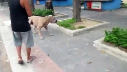 Mom rescues Kitten from Huge Dog