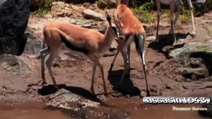 cocodrilos atacando gacelas