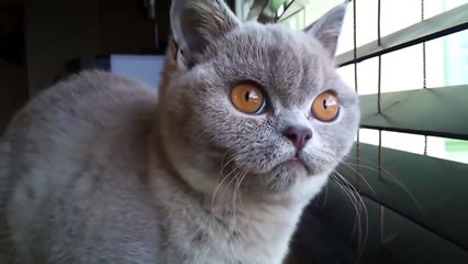 Кот сломался _)