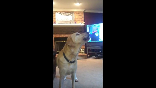 Un bébé imite deux chiens en train de hurler