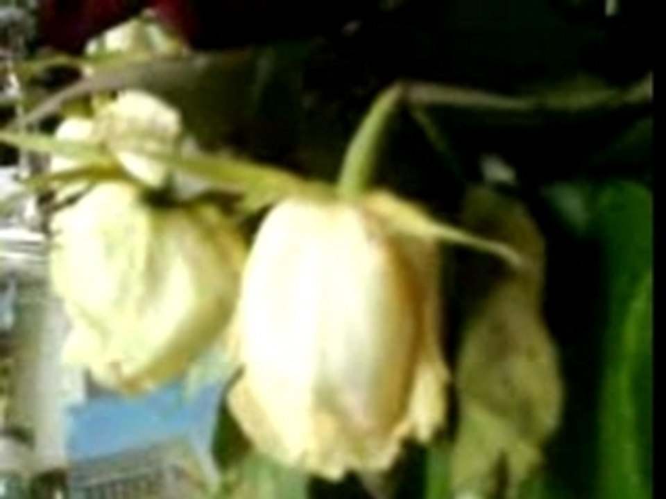 Fleurs
