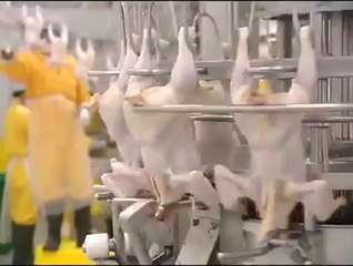 How hilal chicken is harvested Arab poultry system  A muslim