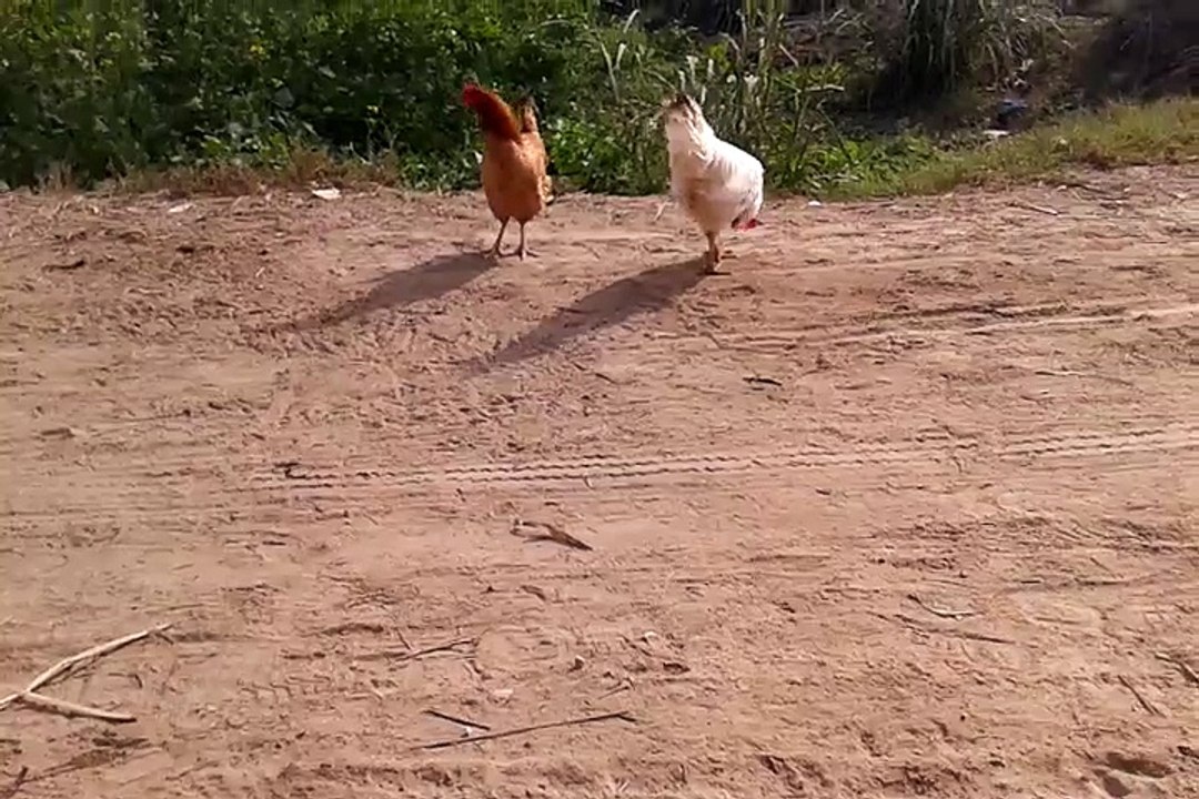 hen fight