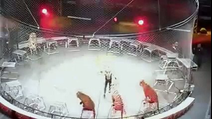 How Tigers Behave Childish in Circus