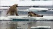 Un ours polaire surprend un phoque endormit sur la banquise et l'attaque