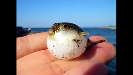 10 belles photos de bébés animaux ! Juste magnifique