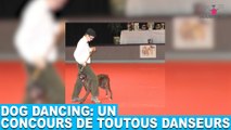 Dog dancing: un concours de toutous danseurs! Aujourd'hui dans la minute chien #72