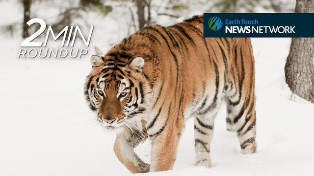 Endangered tiger makes history, stingray c-section & a robot-chomping shark