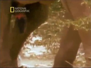 Hayvanların Cinsel Yaşamı | Eş Değiştirenler