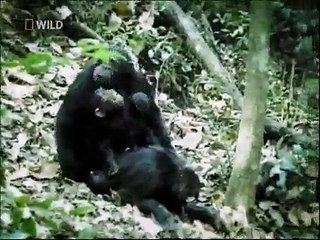 Hayvanların Cinsel Yaşamı | Maço Erkekler