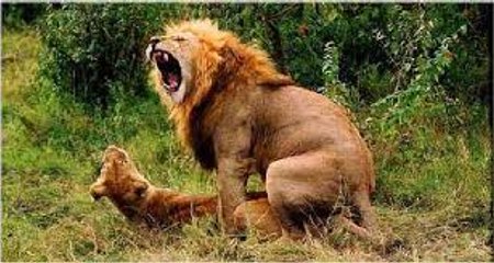 Hayvanların Cinsel Yaşamı | Zorlu Satış