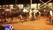 Gujarat govt releases Rs 41.82 crore for Porbandar cow sanctuary - Tv9 Gujarati
