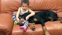 A gentle little girl brushes her Doberman's teeth... wow, the bond between these two is unreal