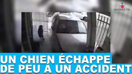 Un chien échappe de peu à un accident! À découvrir dans la minute chien #73