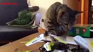 Gato inspecciona juguete