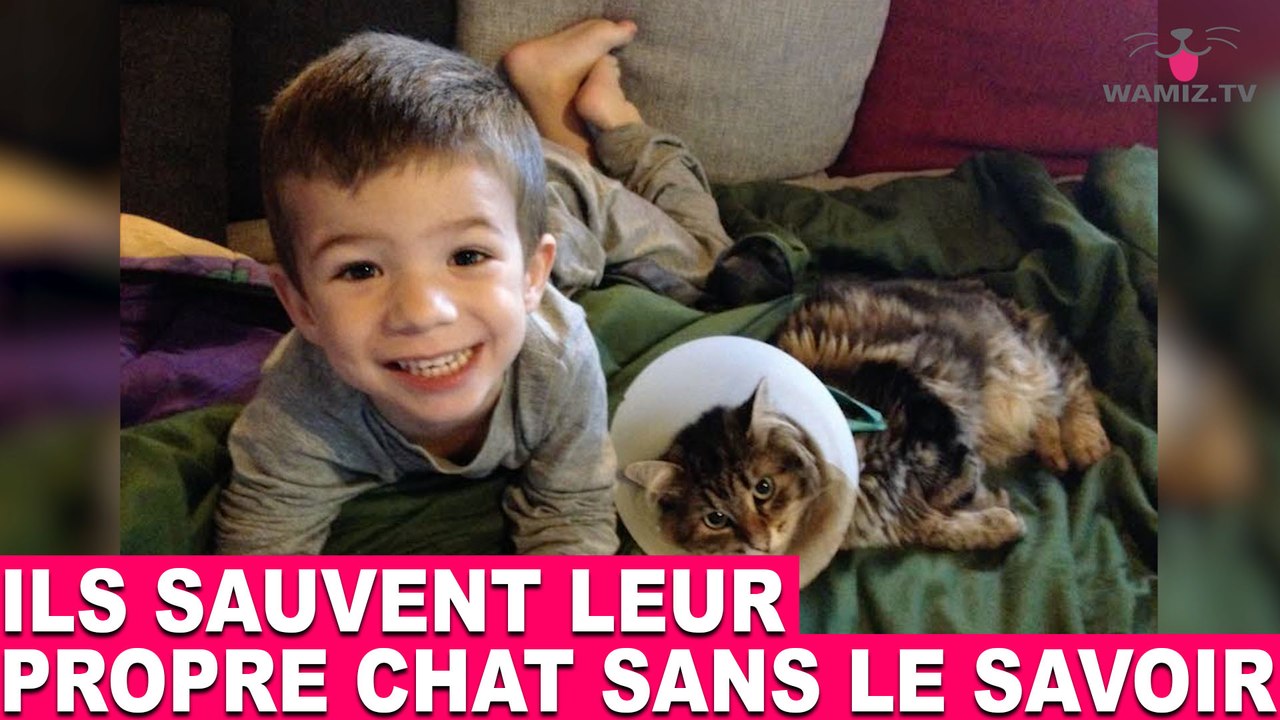Ils sauvent leur propre chat sans le savoir! L'histoire dans la minute chat #73