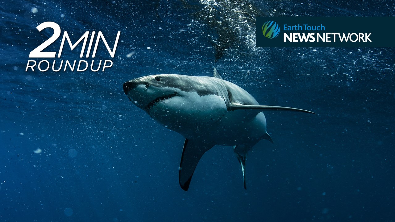 Sharks, big cats & new species: here's what happened in 2015