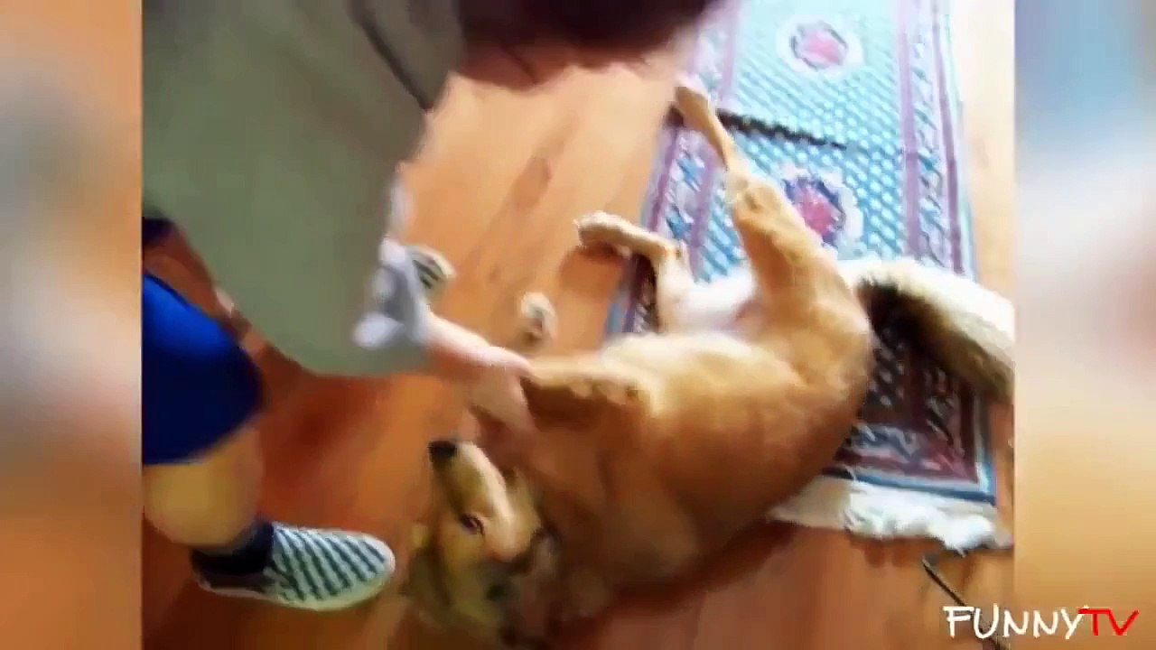 Dogs Make You Laugh Out Loud Episode 2015-Funny Dogs Videos Try Not To Laugh