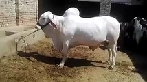 Beautiful White Cow At Farm For Qurbani 2015
