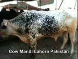 White Cow Waiting For Qurbani In Cow Mandi Lahore Pakistan