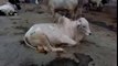 White Cow Resting At Cow Farm In Lahore Pakistan