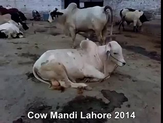White Cow Resting At Cow Farm In Lahore Pakistan
