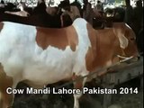 White And Brown Cow In Cow Mandi Lahore Pakistan