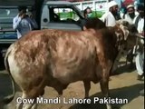 Brown Bull In Cow Mandi Of Lahore Pakistan