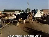 Beautifull Cow Waiting For Qurbani In Cow Mandi Lahore Pakistan