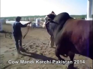 Really Heavy Red Bull In Cow Mandi Of Karachi Pakistan
