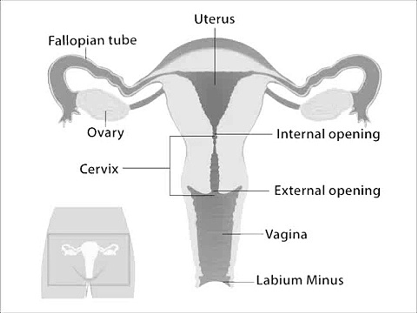 Virginity Diagram