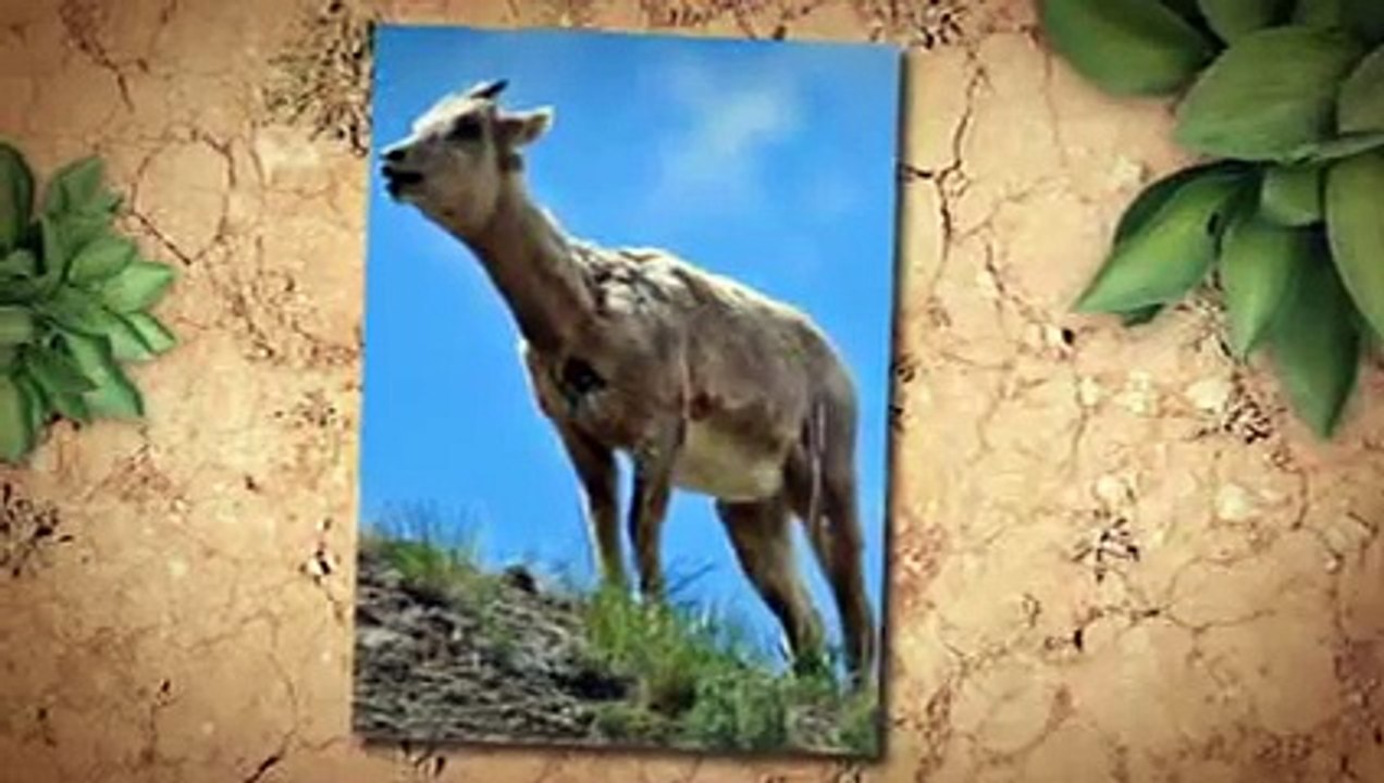 Capricorn-Personality