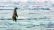 Buzz : Carnage en Arctique: un phoque surpris par un ours polaire !