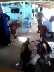 هههههههههههه معزة مقودة