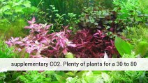50 Live Aquarium  Plants Collection Aquarium Plants Uk