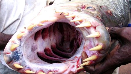 ТОП-5 РЕАЛЬНО СУЩЕСТВУЮЩИХ ПОДВОДНЫХ МОНСТРОВ