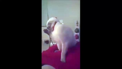 Quand ton chat devient fou à cause d'un chapeau